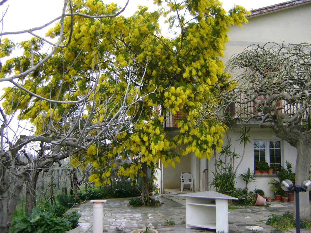 B&B La Mimosa Spello Eksteriør bilde